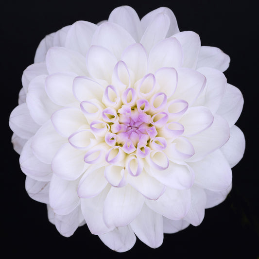 Weiße Dahlie mit liafarbenden Blütenstempel