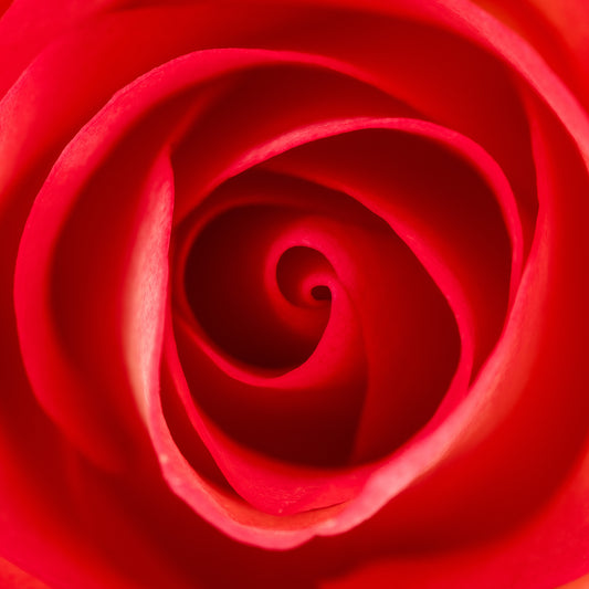 Strahlende Rote Rose in der einer faszinierenden Makroaufnahme. Da Bild wirkt leuchtend und wärmend.
