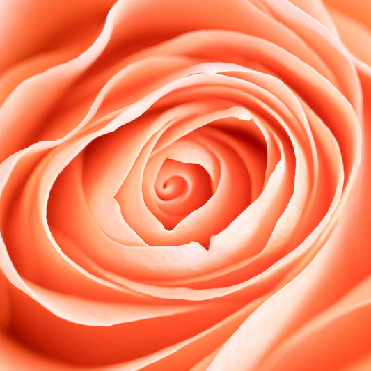Eine wärmende Makroaufnahme von einer Orangefarbenden Rose, welche durch die geschwungenen Blütenbläter eine beruhigende aber dennoch aktivierende Wirkung hat.