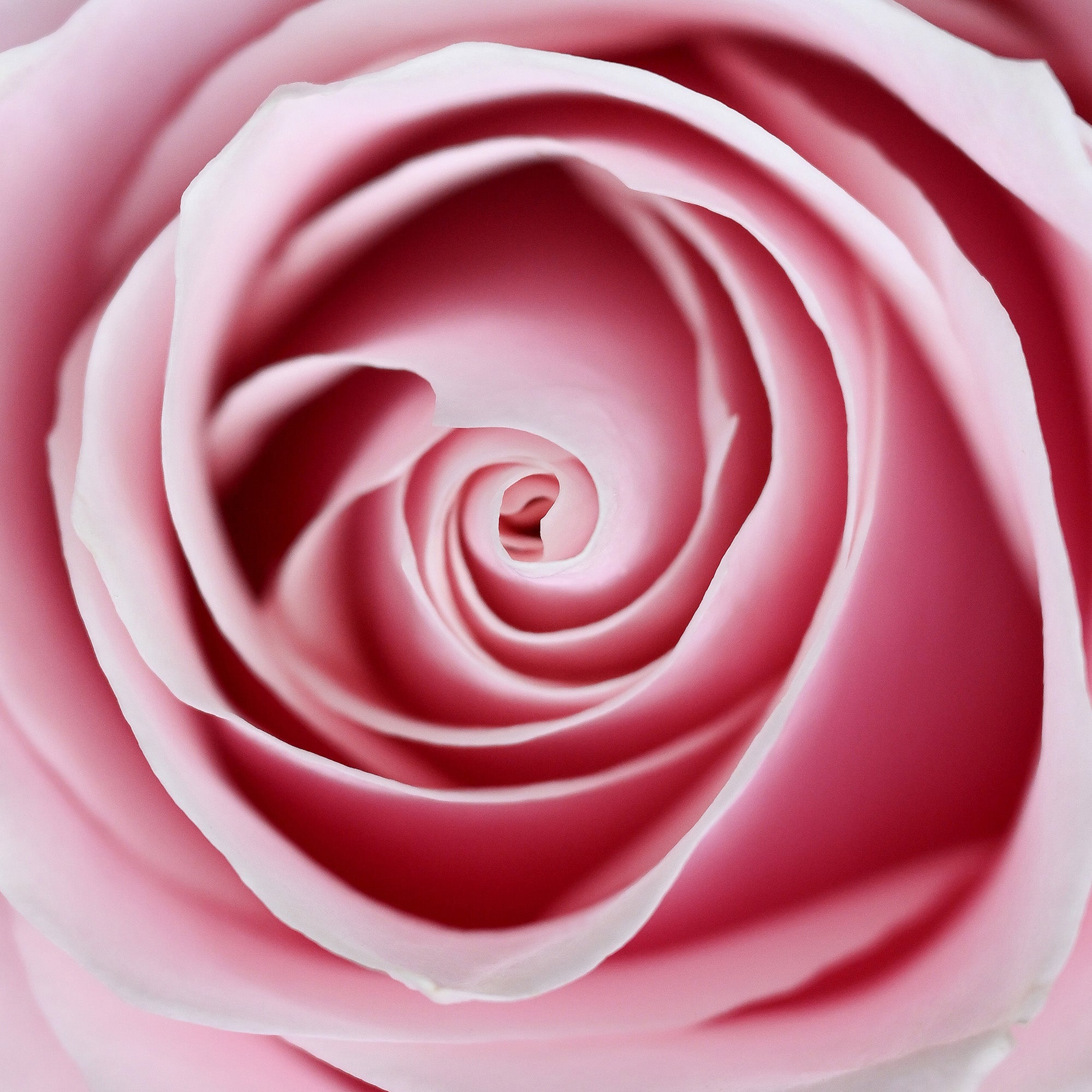 "Eine zartrosa Rose, deren Blütenblätter sich um den zentralen Mittelpunkt winden und eine harmonische Schönheit ausstrahlen."