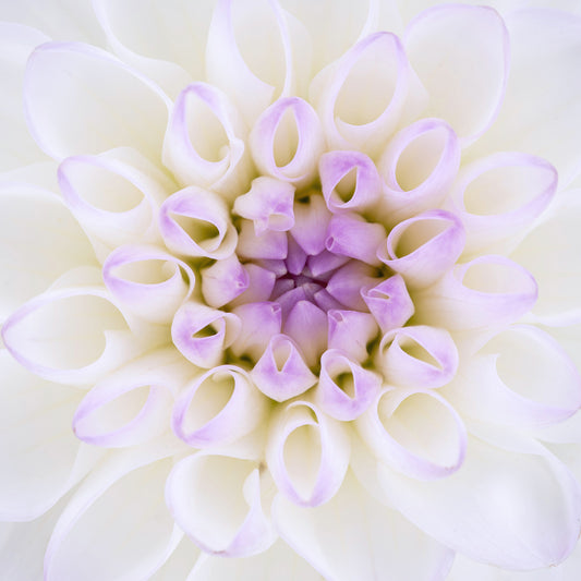Der innere Kern einer Dahlie in Weiß, mit ganz leichten lila farbenden Nuancen im Mittelpunkt. Die zarte Farbgebung verleiht der Blume eine subtile und elegante Ausstrahlung