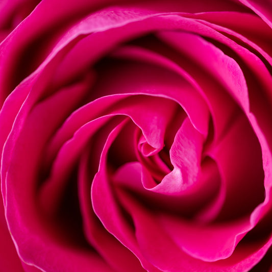 Rotrosa farbende Rose mit ein vielschichtigen Blütenpracht